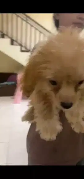 Poodle non stb sudah vaksin