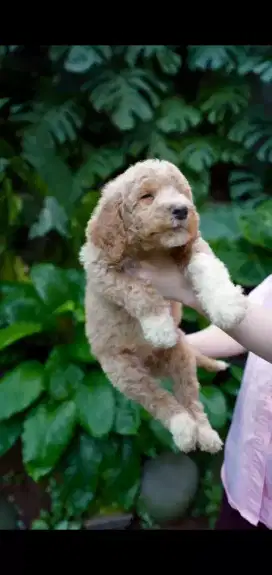 Poodle GIANT stb vaksin