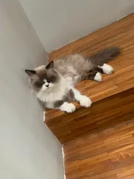 RAGDOLL SIMETRIS BETINA INDUKAN