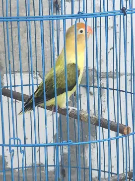 Lovebird Betina