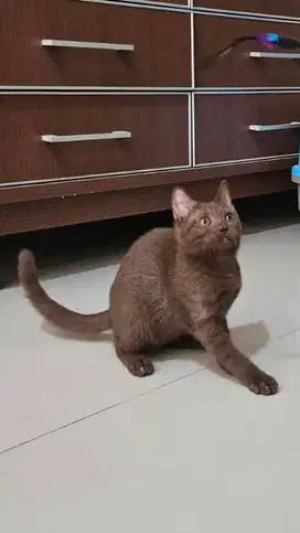 Kucing BSH Choco Betina 4,5 Bulan