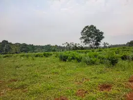 Disewakan Tanah di area prospektif Sukamakmur, Bogor.