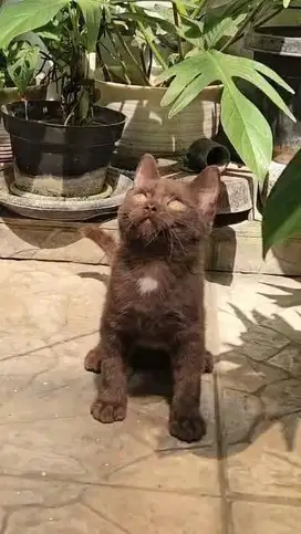 Kucing BSH Choco Jantan 4,5 Bulan