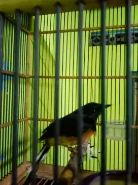 Muray betina siap prodak