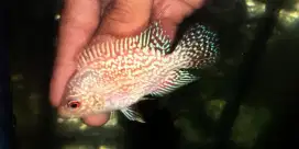 louhan female Gb kamfa