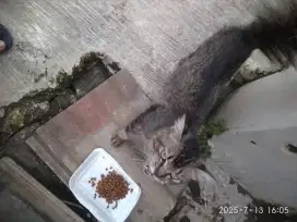 KUCING  BETINA MIXDOME