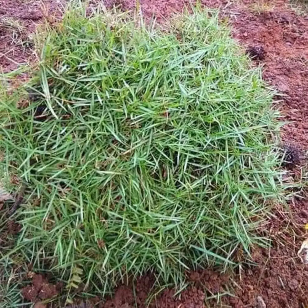 Jual rumput Peking