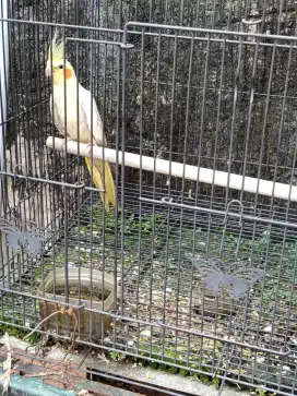 Di Jual burung Parkit Australia