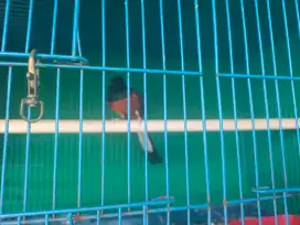 Murai Non Gembung Bunyi Minus di Sayap Burja Terbang Normal