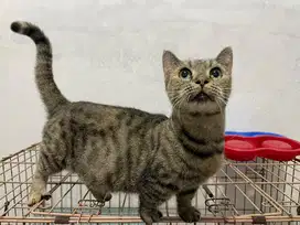 Kucing Betina Munchkin