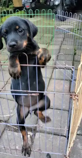 Rot super cakep sekali betina 2 bulan