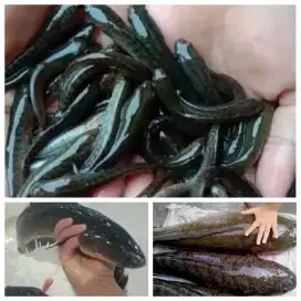 Bibit gabus super isi 100ekor uk 2-3cm