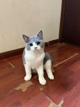 British Shorthair Bicolor Blue