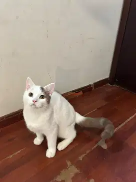 British Shorthair Cinnamon