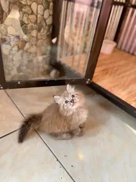 himalaya chinamoon