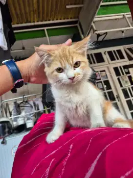 Jual Kitten Betina & Jantan Persia