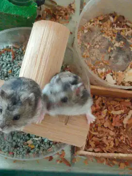 Hamster jenis kecil