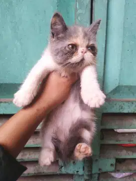 Kucing persia kitten