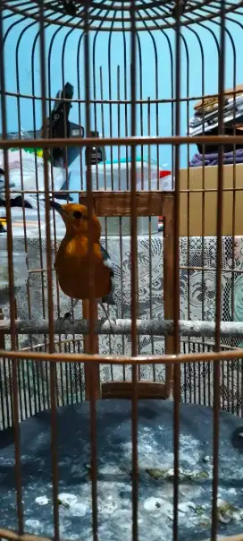 Jual burung anis merah no cacat