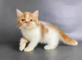 Kitten Persia Betina