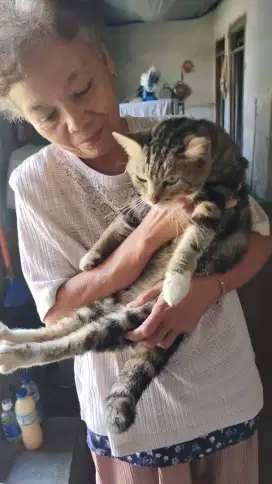 Kucing persia mix mainecoon umur 7 bulan
