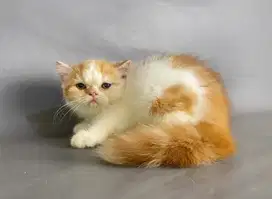 Kitten Persia Jantan
