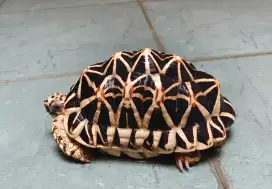 INDIAN STAR KURA KURA DARAT