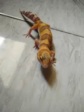 Leopard gecko warna cakep( data lengkap)