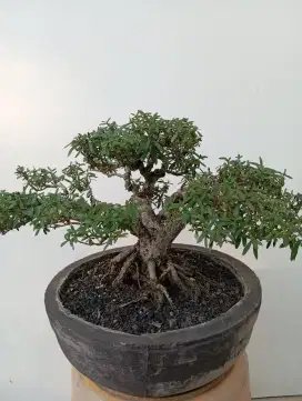 Bonsai santigi karang