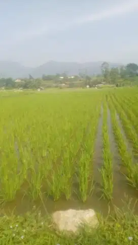 JUAL LAHAN SAWAH AIR STABIL AKSES MOBIL DI BANJARAN