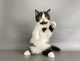 Kitten Persia Jantan