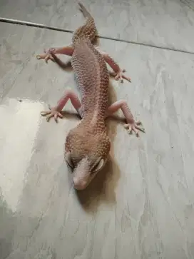 Leopard gecko indukan (data lengkap)