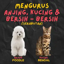 KENNEL BOY SERABUTAN ASAL NTT