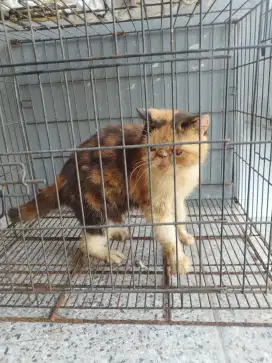 Kucing Peaknose Exo Short Hair dan Munchkin Non Standart