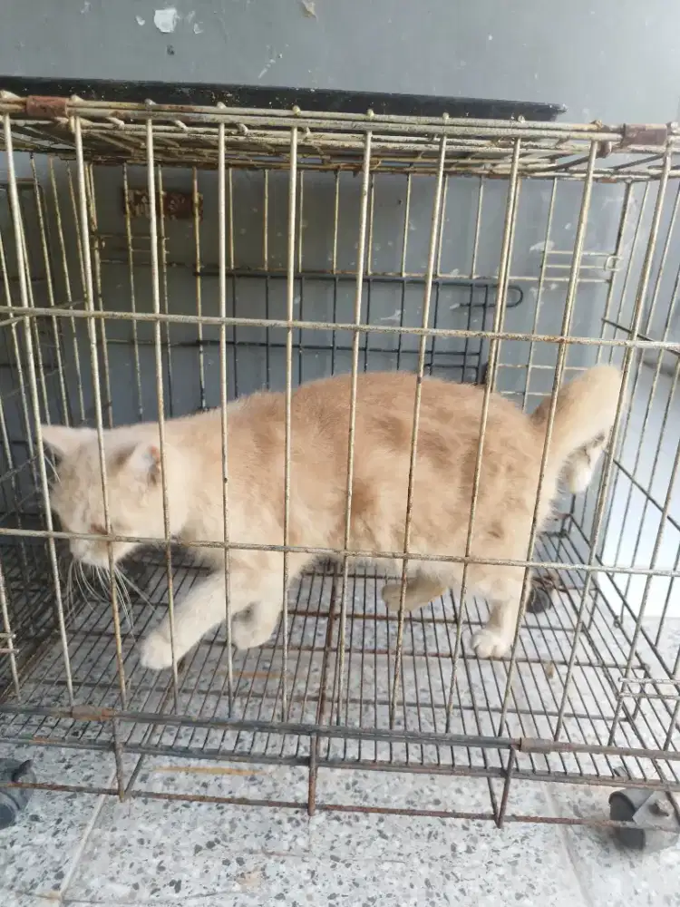 Kucing Betina Munchkin Non Standart Short Hair