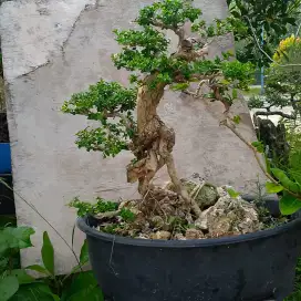 Bonsai Sancang Mikro Eksotis