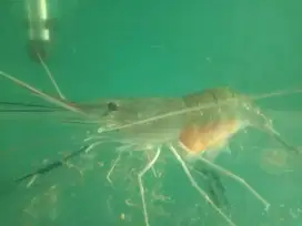 indukan udang galah bertelur