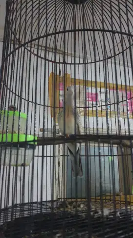 Burung perkutut silver