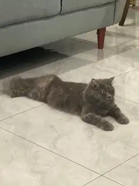 Kucing British long hair warna Abu