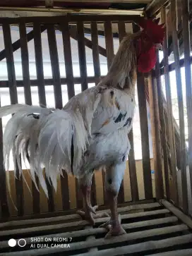 jual ayam pelung jantan muda.