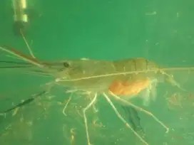 jual indukan udang galah sedang bertelur