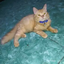 Kitten Persia bignone betina oyen