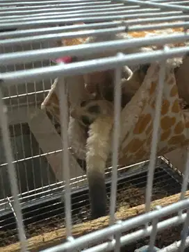 DIJUAL BORONGAN SUGAR GLIDER
