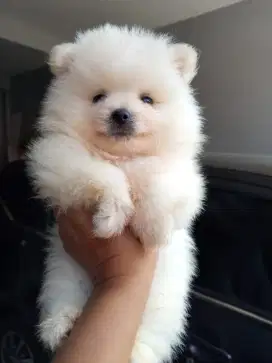 Anak Anjing Puppy Minipom