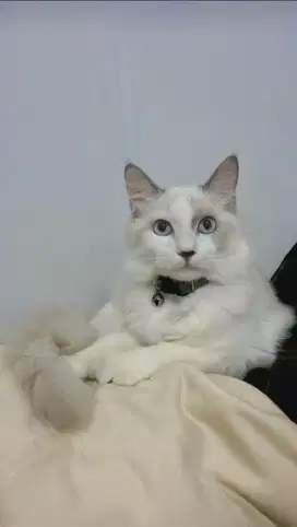 kucing regdoll.