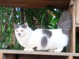 kucing munckhin jantan 7bln
