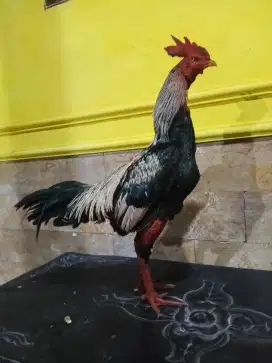 Ayam Bangkok  VIP