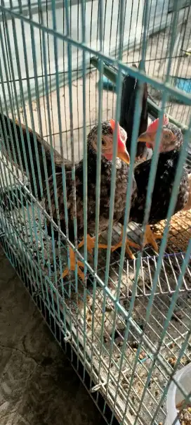 jual ayam Kate remaja jantan 2 ekor