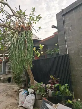 Disewakan rumah tinggal  baru siap huni