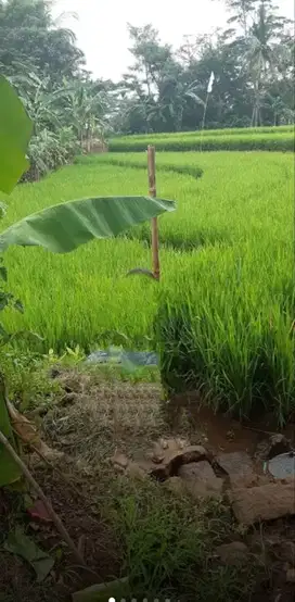 Jual tanah sawah